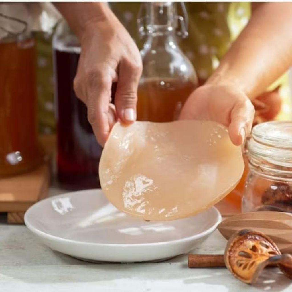 

SCOBY Kombucha Asli / Starter Fermentasi Teh Hitam untuk 1 Liter Kombucha