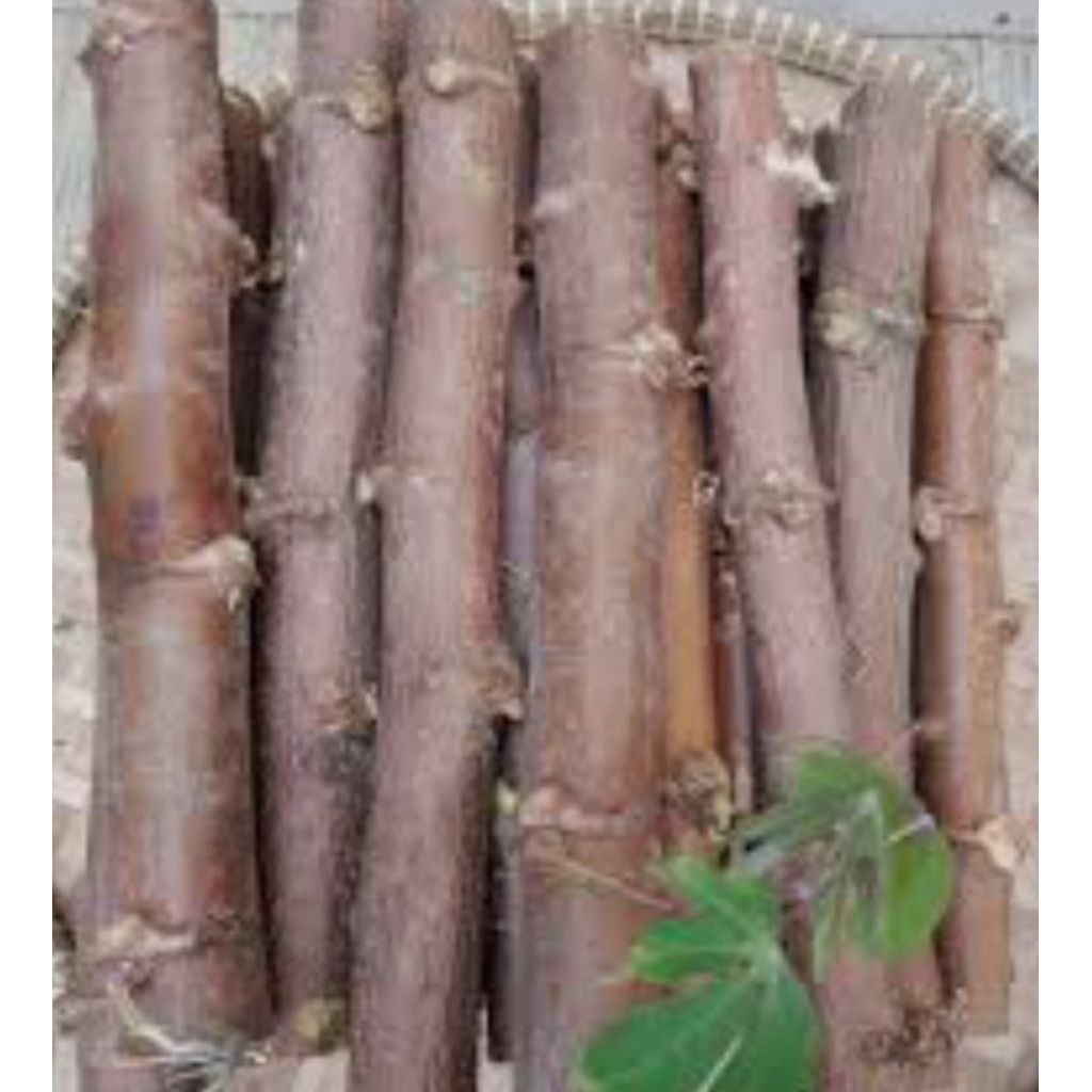 bibit singkong buat peuyeum. kualitas terbukti