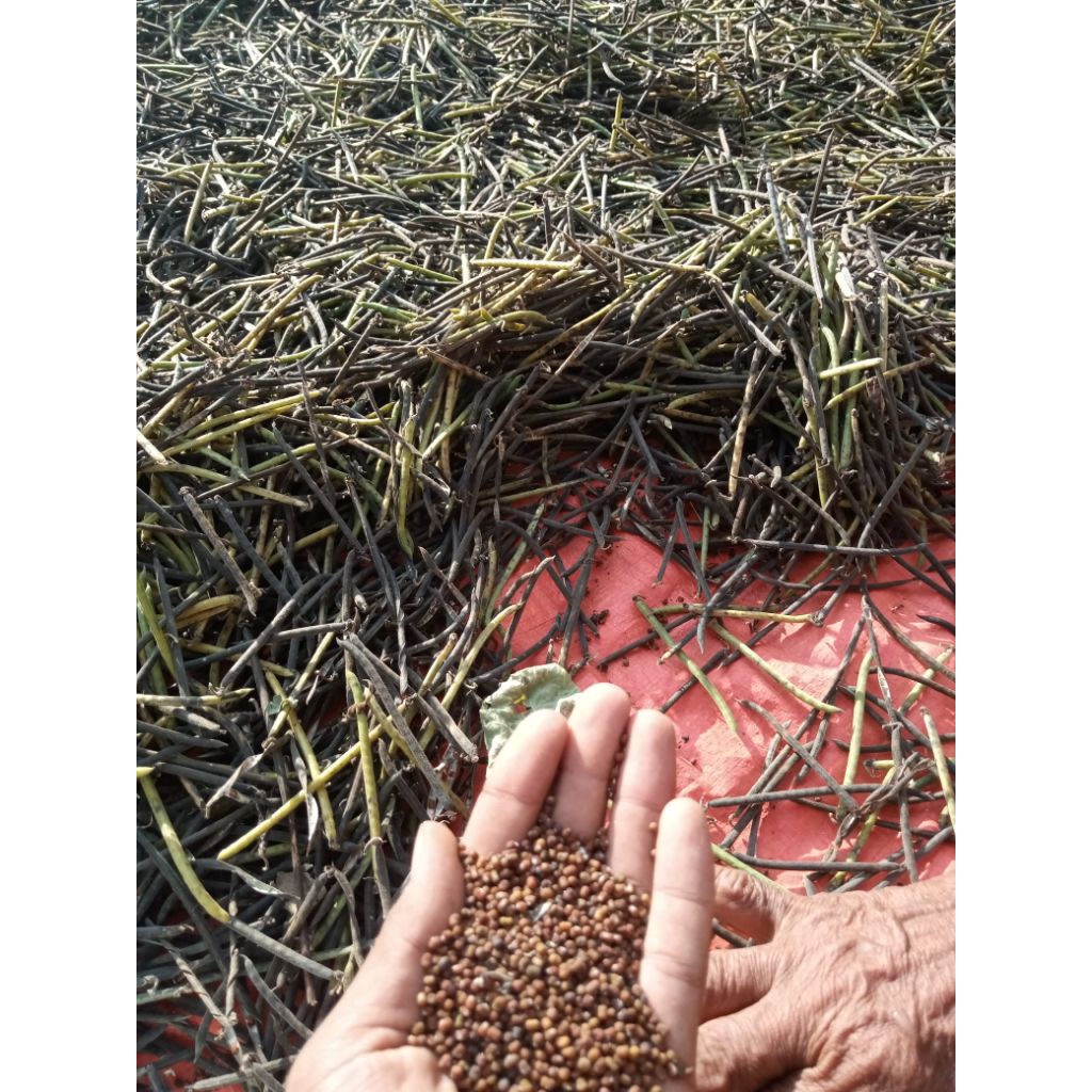 

pj pueraria javanica 09022002