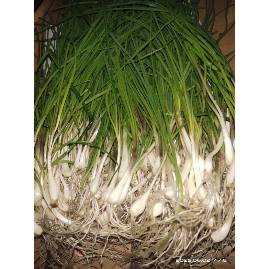 bibit bawang kucai bawang batak bisa untuk ikan arsik /kerupuk bawang /sayuran