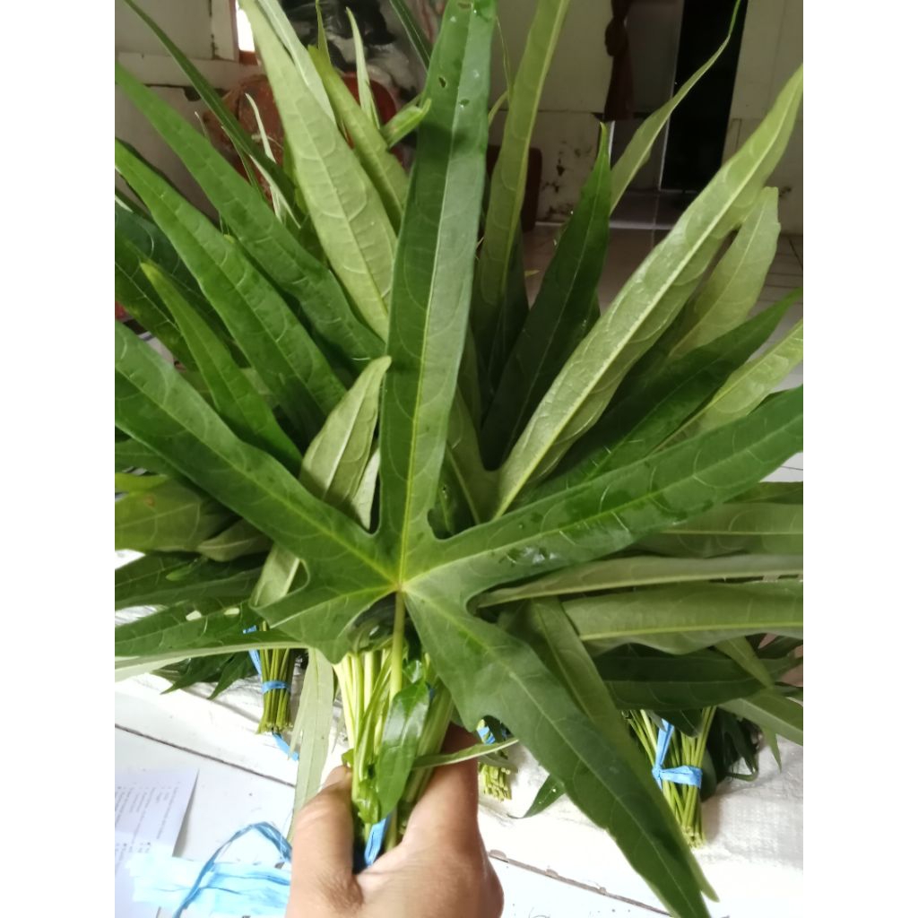 

daun gedi berlendir fresh 1 iket (isi 25 pcs)