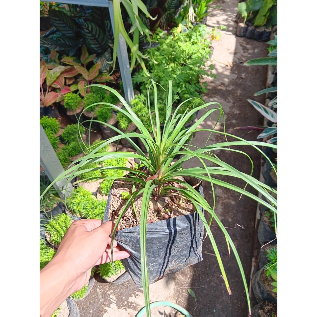 Bibit Tanaman Hias Palm Nolina | Tanaman Nolina