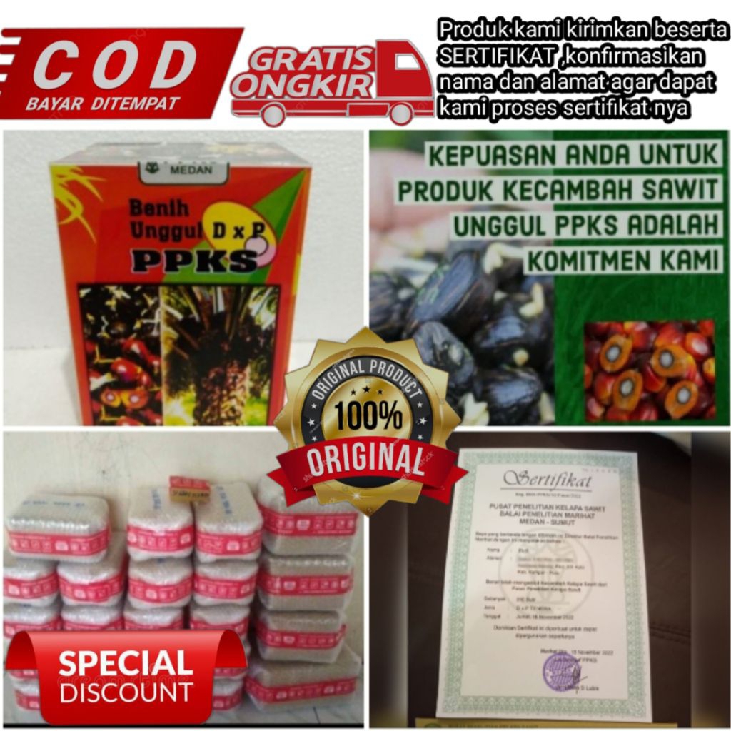 benih kelapa sawit PPKS DxP ppks medan berkualitas terbaik