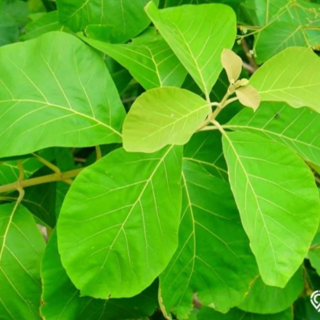 

Pohon Daun jati hijau 1 kg Segar