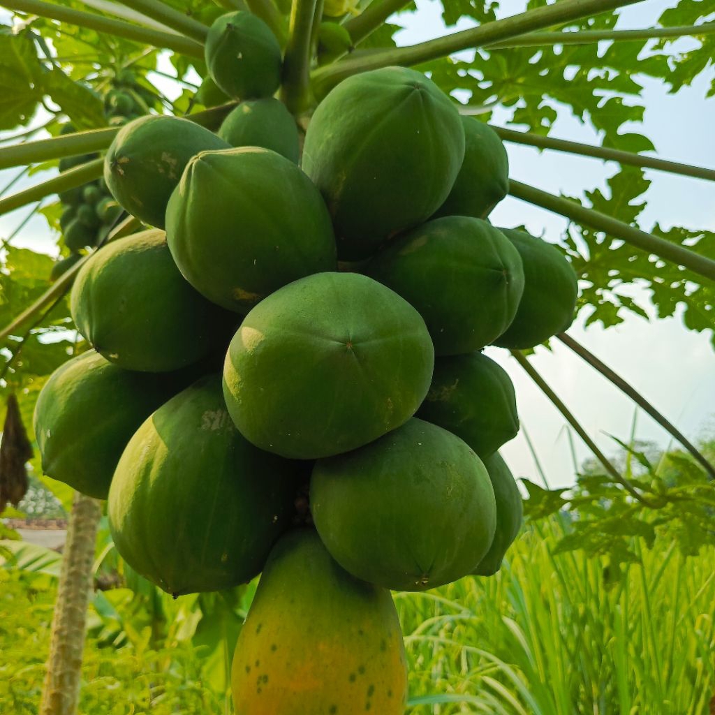 

Pepaya Muda Utuh 500 Gram (1/2 Kg) Pepaya Mentah Untuk Sayur Pepaya Muda Untuk Rebus