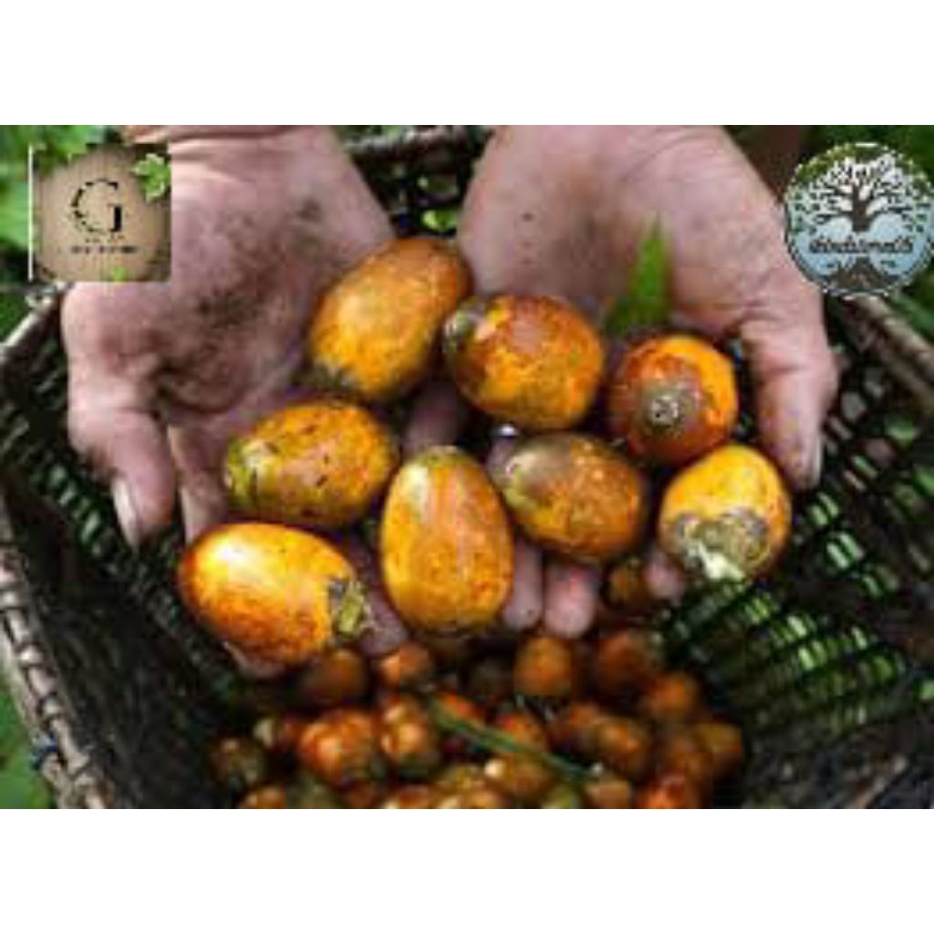 

Buah Pinang Tua Asli 1kg murah