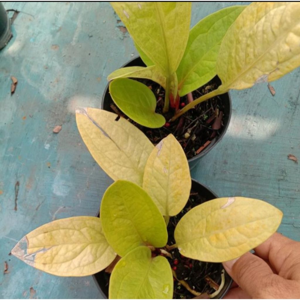 anthurium jemani golden tanaman hias