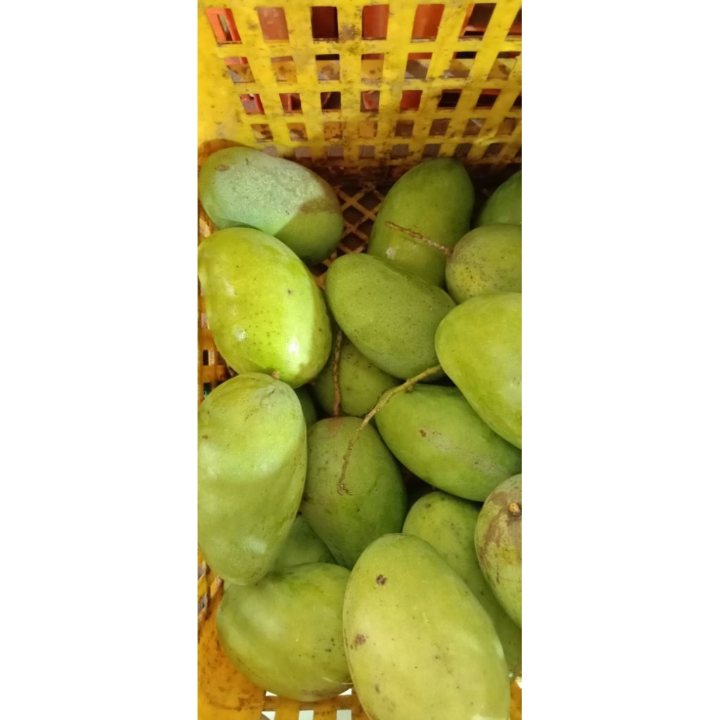 

Mangga manalagi