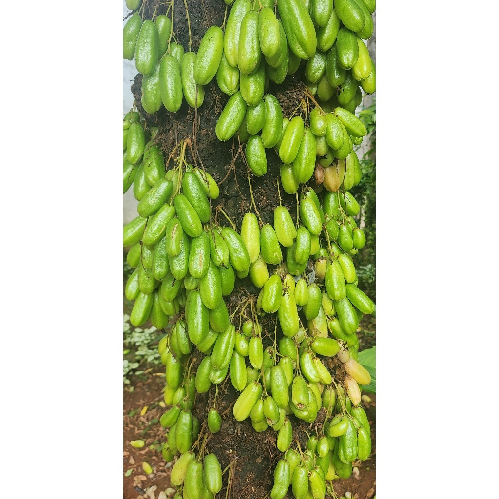 

Buah Belimbing Wuluh Sayur Segar Matang Pohon 250 Gram