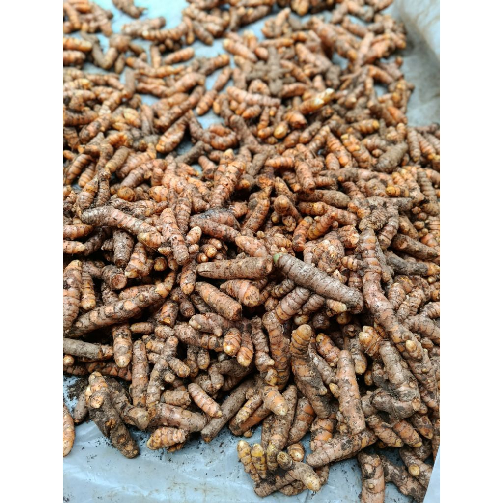 

bumbu dapur koneng kunyit fresh 1kg