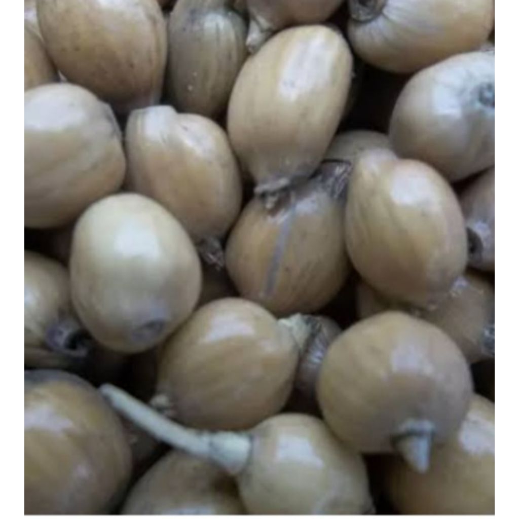 

Jual buah hajeli kuwalitas bagus sudah kering 500 grm