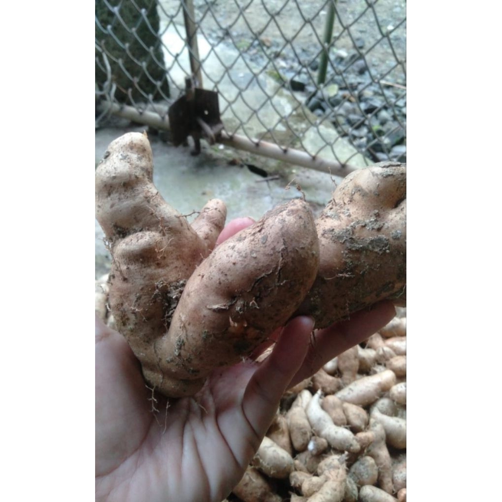 

GEMBILI / UBI JAHE