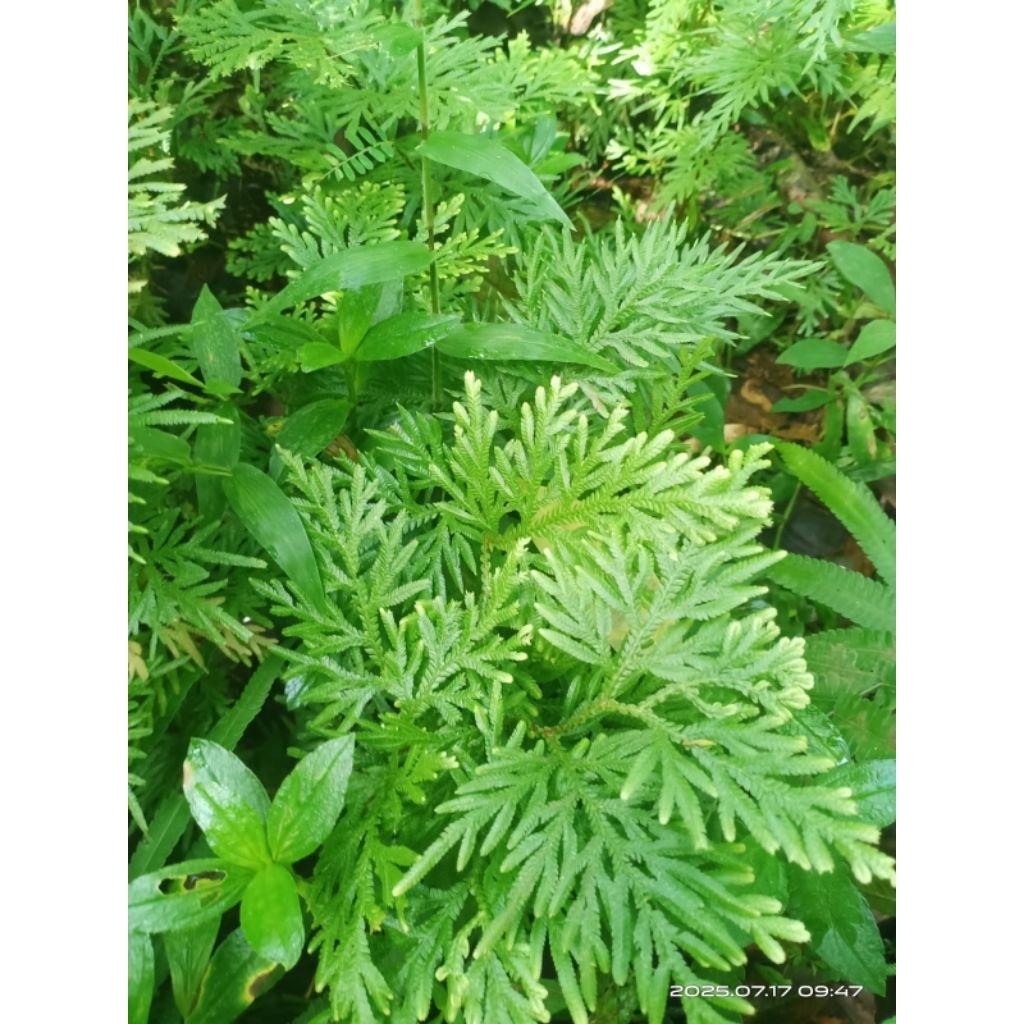 

daun cakar ayam segar 500 gram