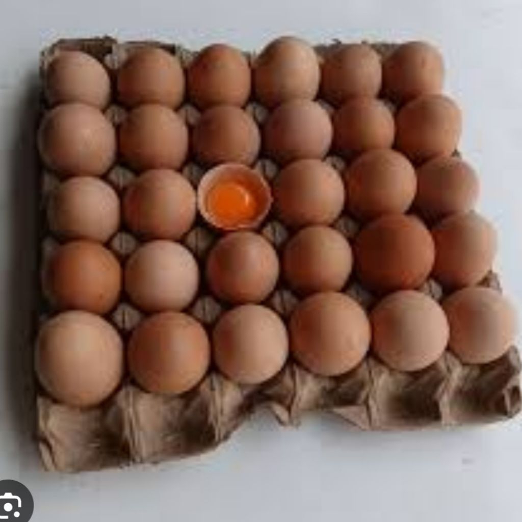 

telur omega / telur organik