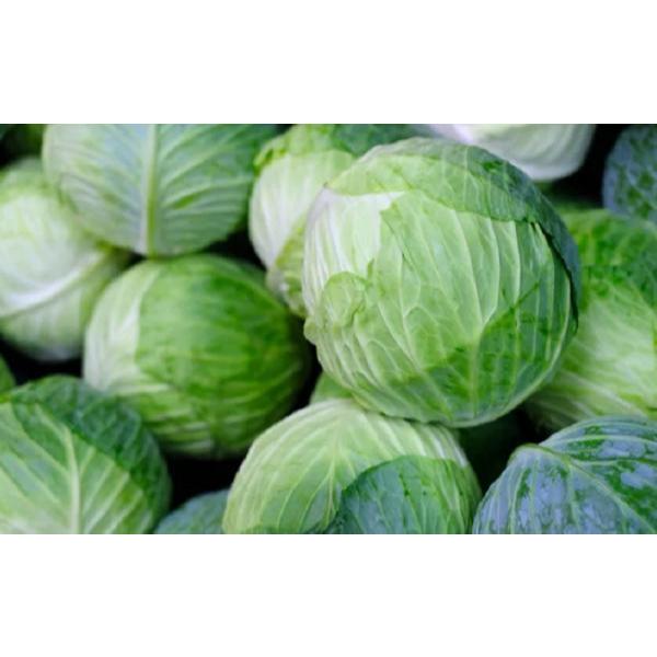 

sayur kool fress 1kg langsung dr petani