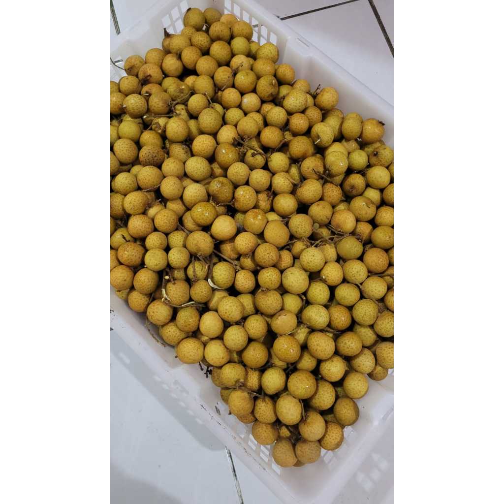 

Lengkeng kelengkeng bangkok manis 1 kg