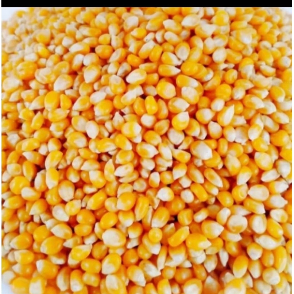 

Biji Jagung PopCorn Premium