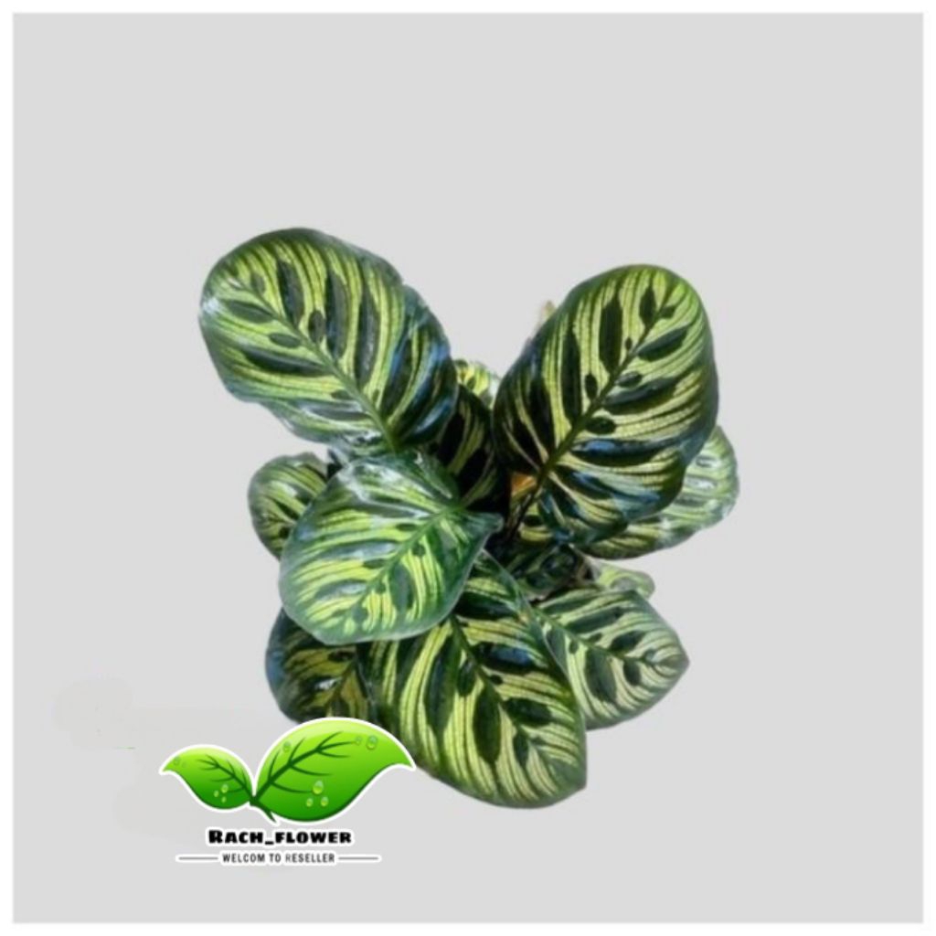 Calathea makoyana - makoyana peacock - tanaman hias calathea makoyana