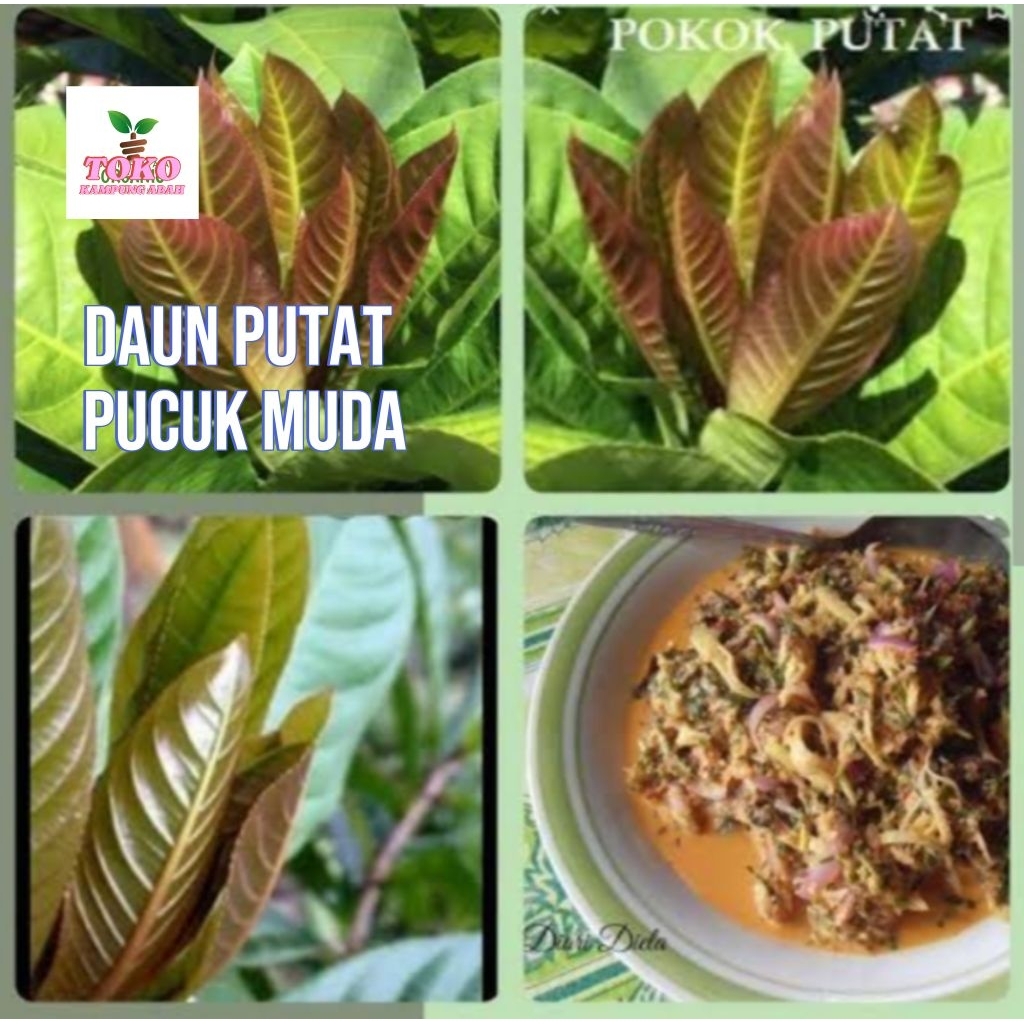 

daun Putat muda lalapan fresh