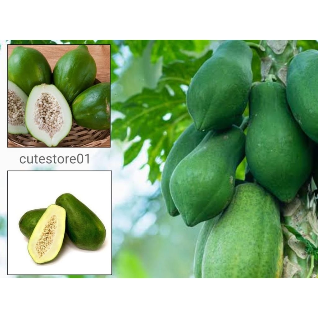 

Pepaya Muda Sayur 1pcs