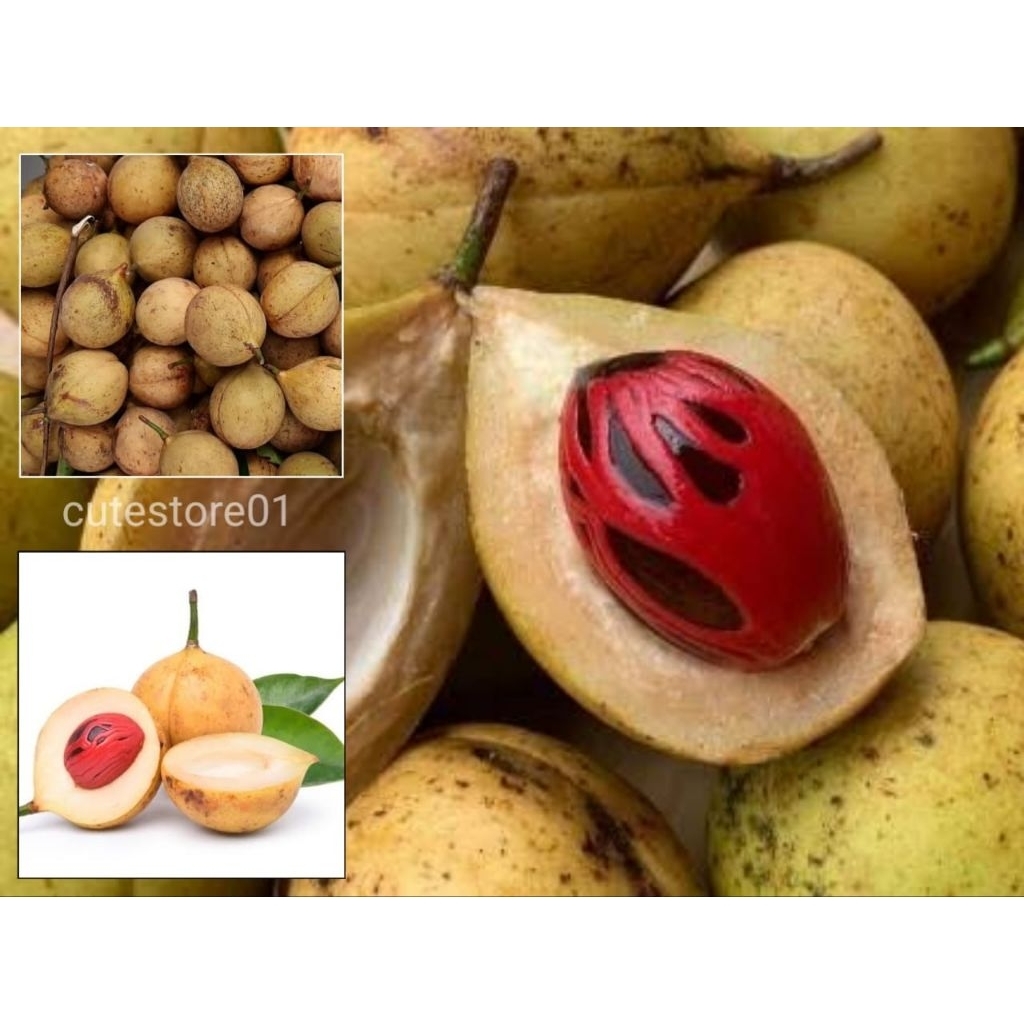 

Buah Pala 1kg Termurah