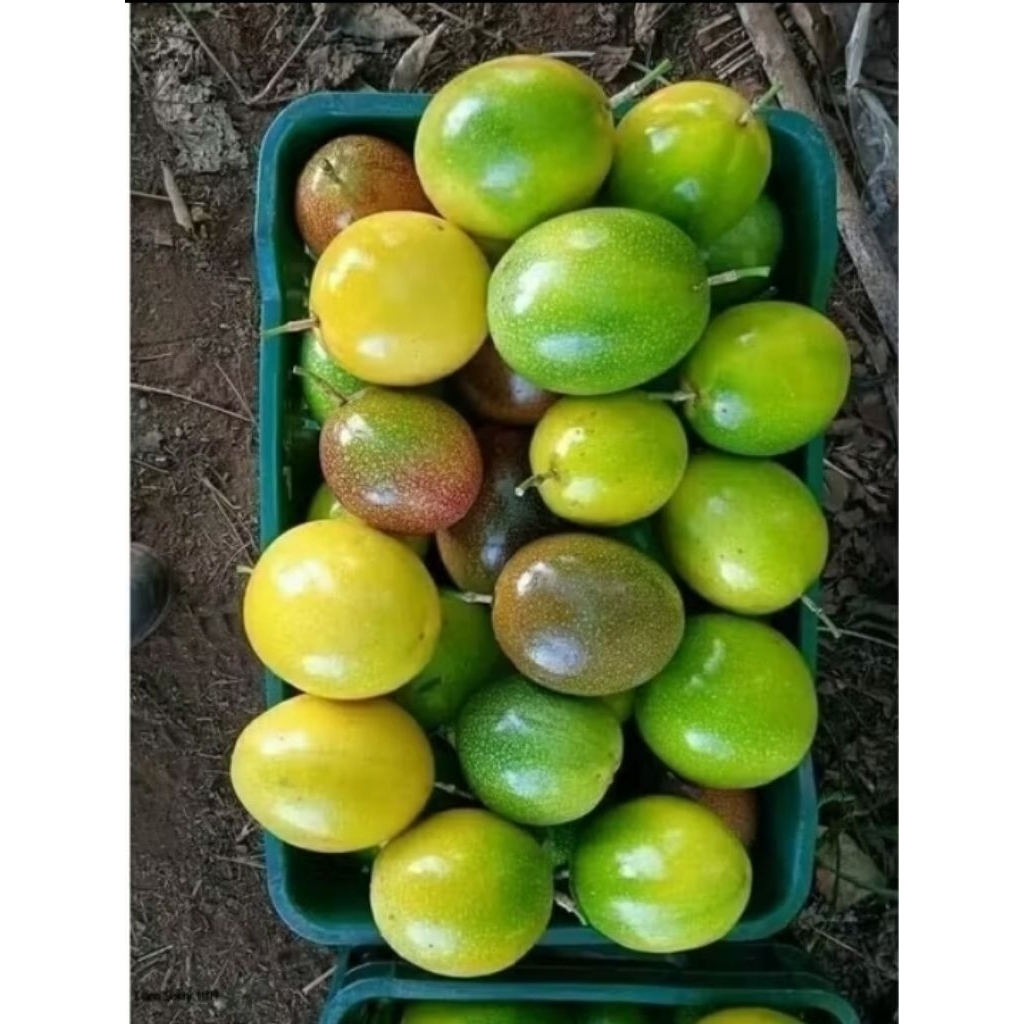 

Buah Markisa Segar Fresh Buat Ngidam Dan Rujakan Dll.