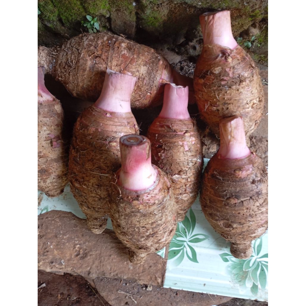 

umbi talas ungu mentah 1kg