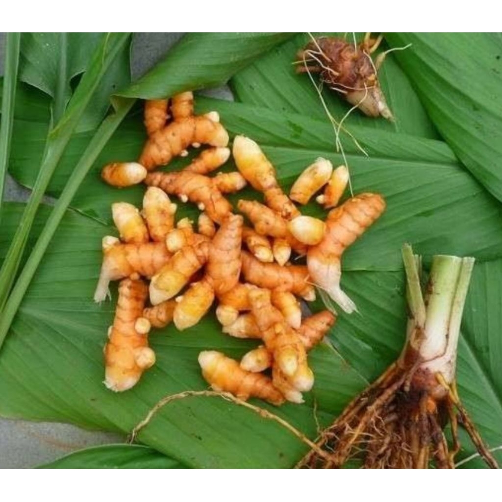 

Kunyit segar organik berkualitas 500 gram