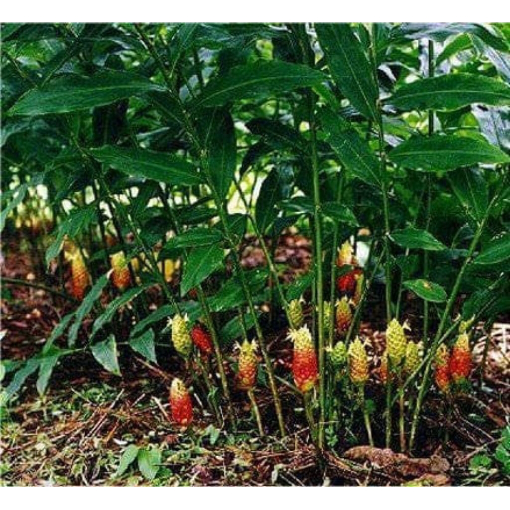 

lempuyang fresh herbal per 250 gram