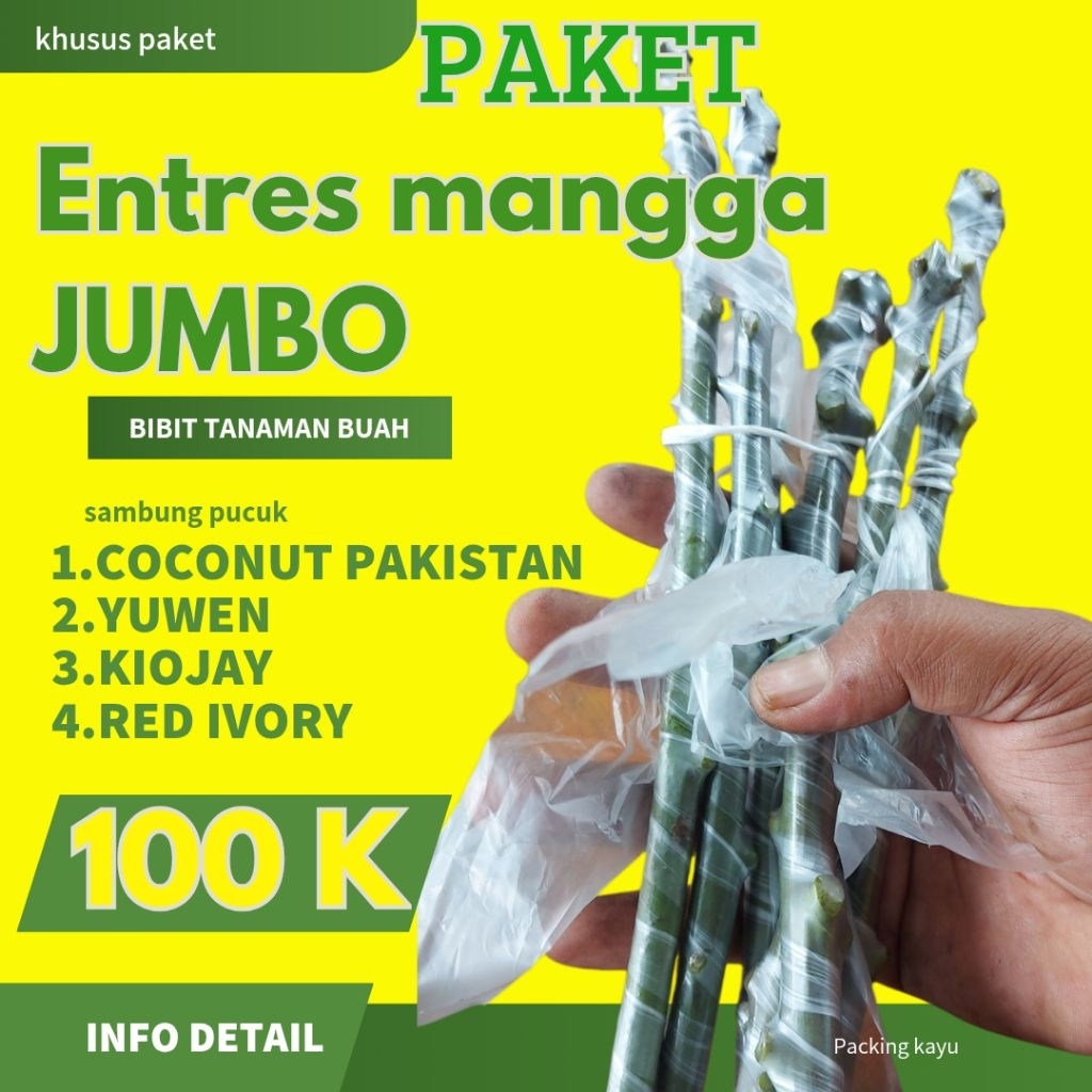 PAKET 4 ENTRES MANGGA JENIS JUMBO