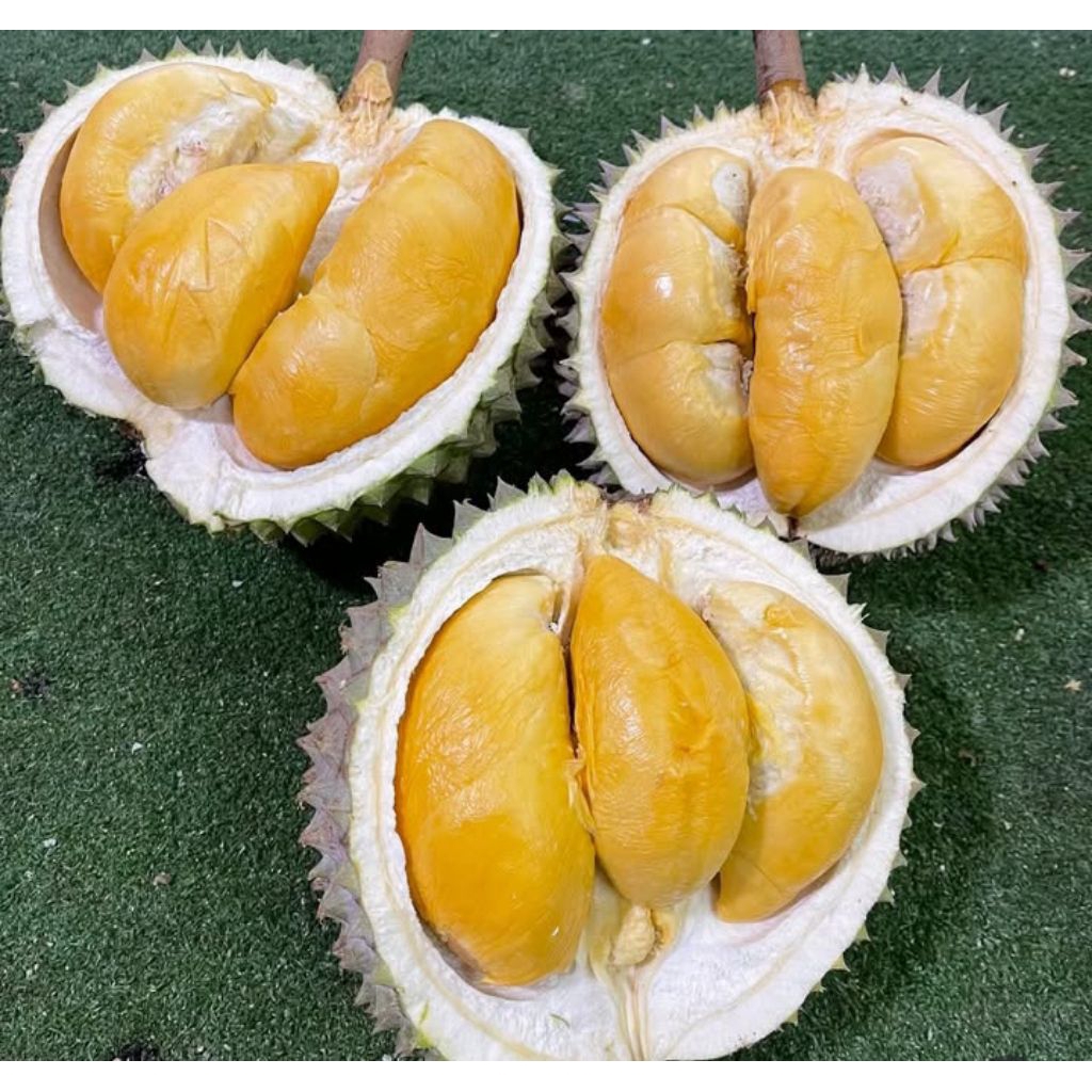 BIBIT DURIAN DURI HITAM/BLACK THORN STEK OKULASI