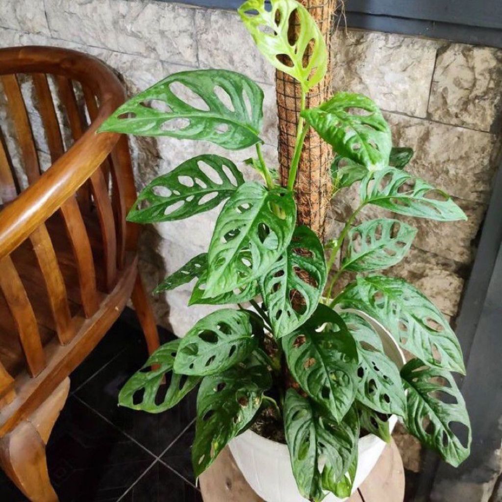 Monsetera janda bolong / janda bolong.