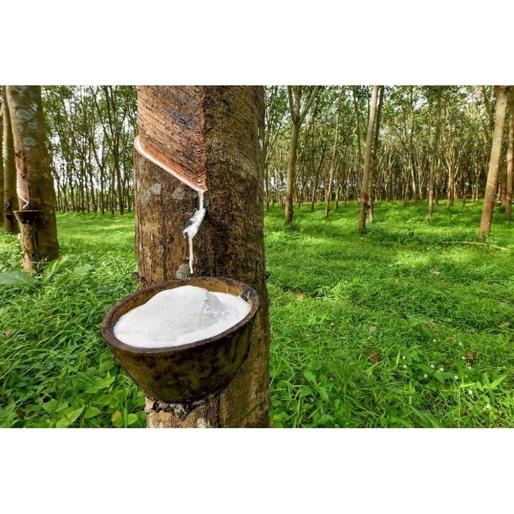 balam / karet mentah / getah karet / getah beku / balam beku