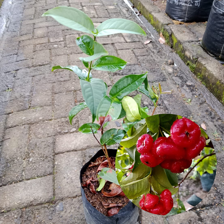 Bibit Buah Jambu Air Kancing| Bibit Buah| Jambu Air