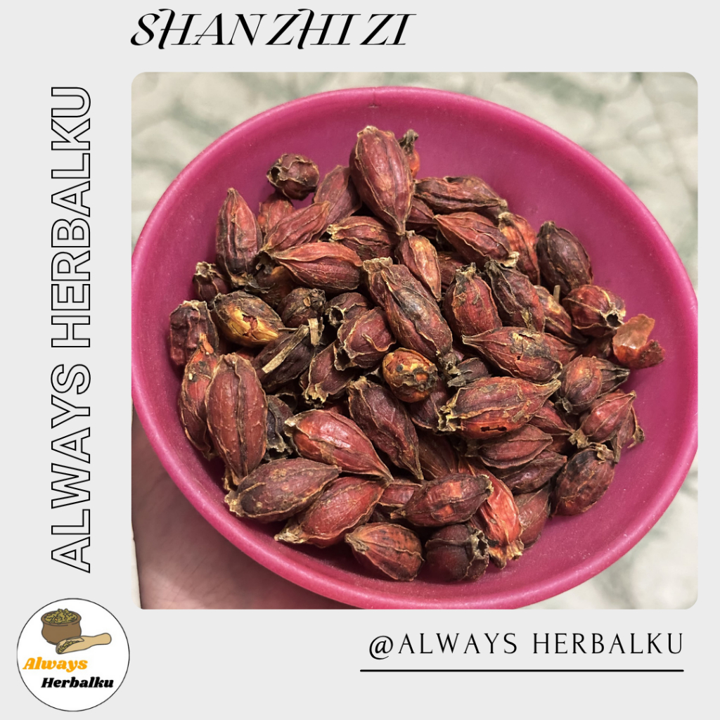 

Shan zhi zhi / Gardenia fructus / Gardenia jasminoides Ellis / Penenang alami (50gr)