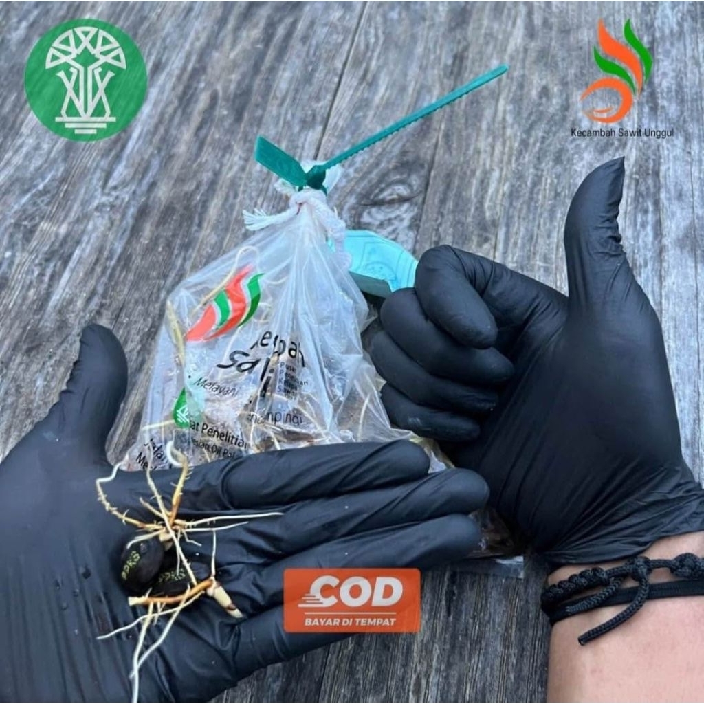 Benih Kecambah Sawit Simalungun Unggul Bersertifikat