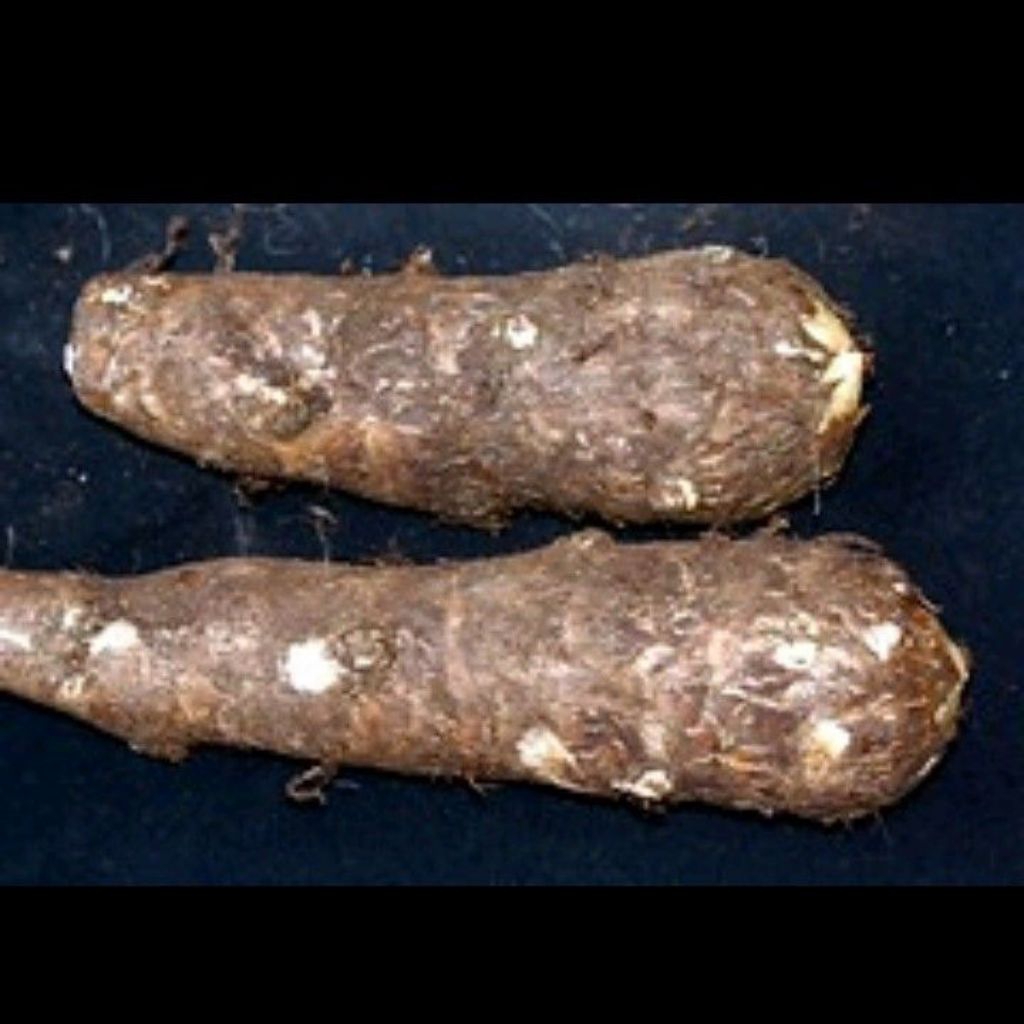 

Umbi Talas Kimpul/Talas Belitung 1 kg