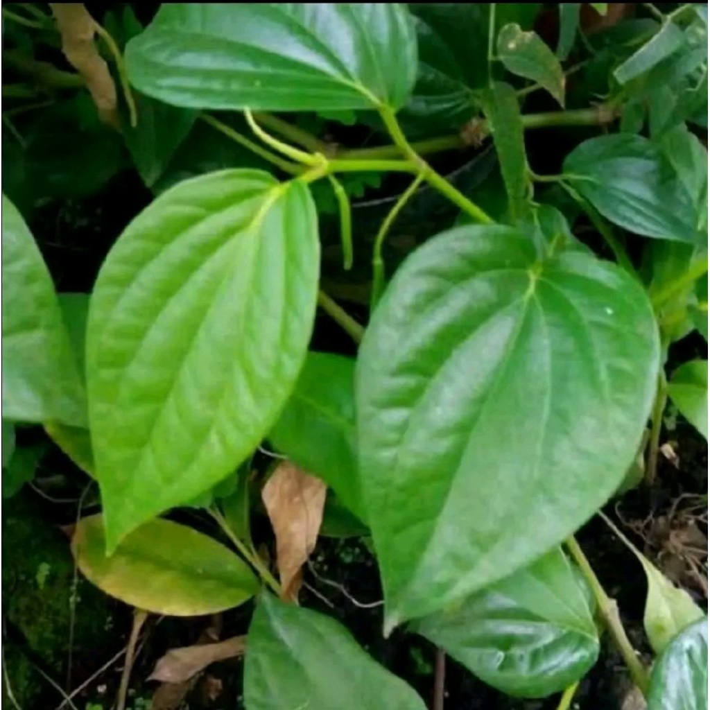 

sirih hijau 100 lembar fresh