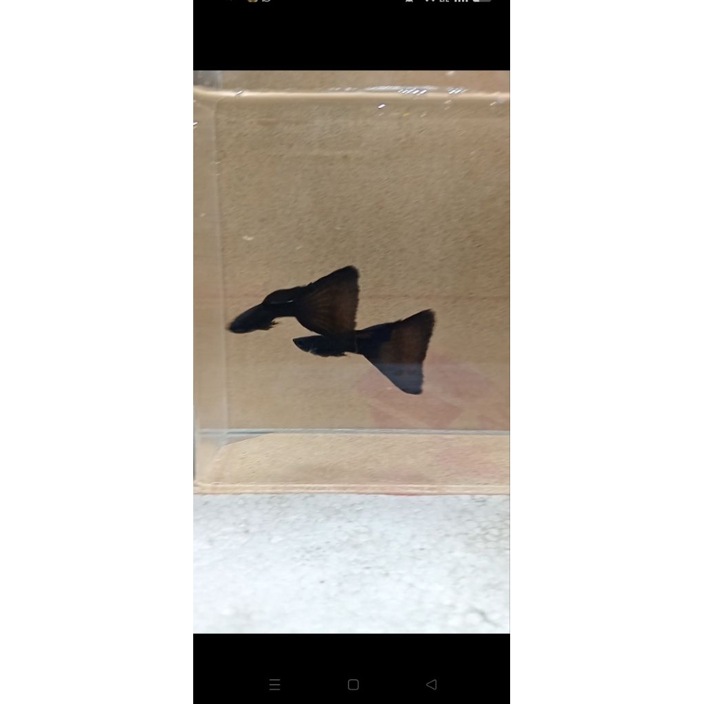 Essen Guppy Black Moscow Delta Tail