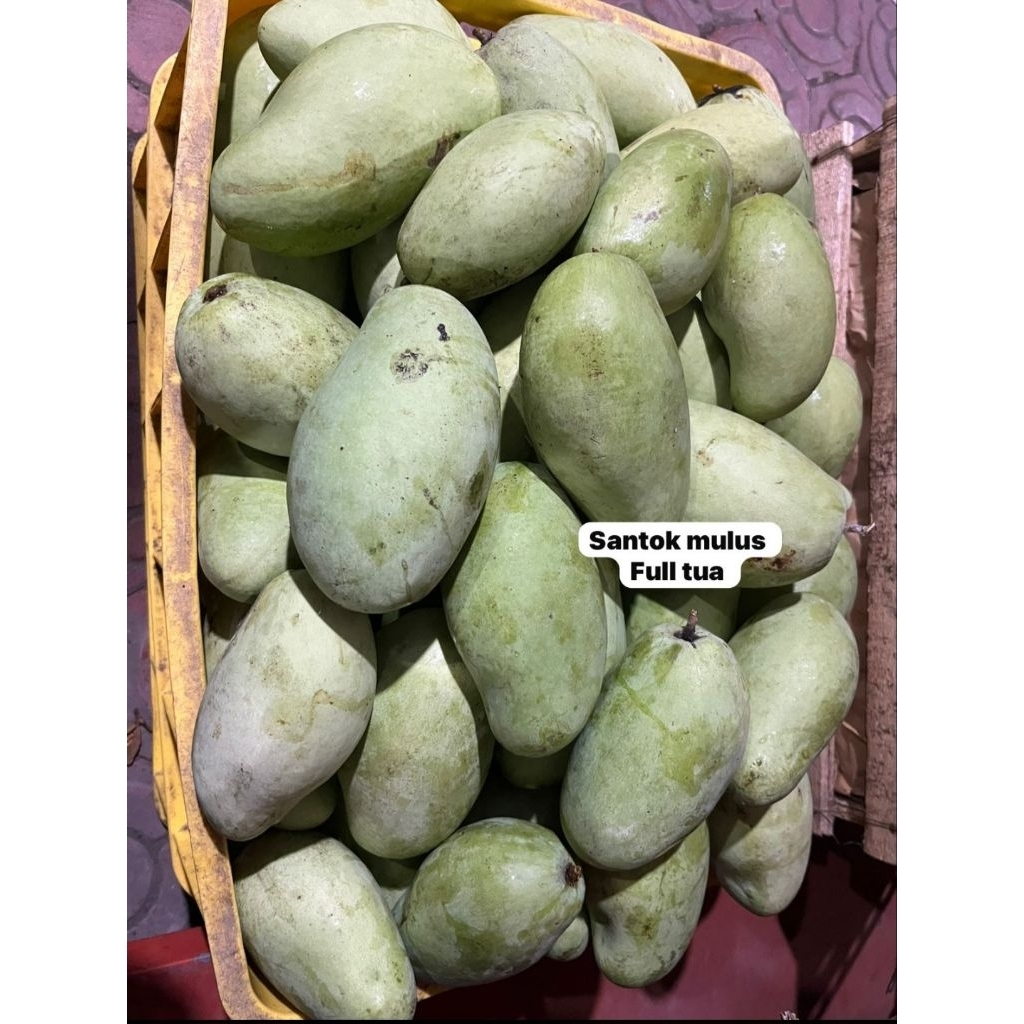 

mangga muda mentah. santok