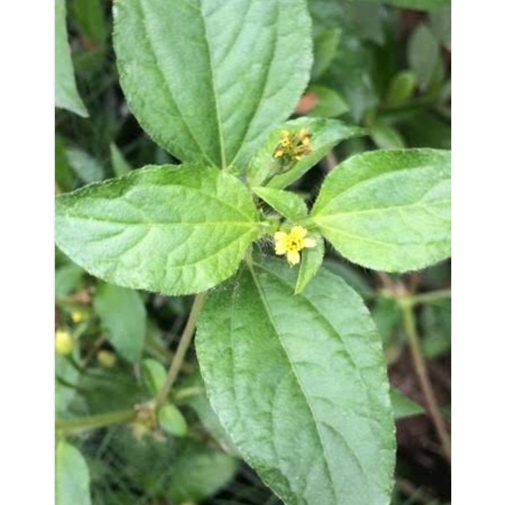 

Daun jotang kuda segar murah berkualitas 250 gram