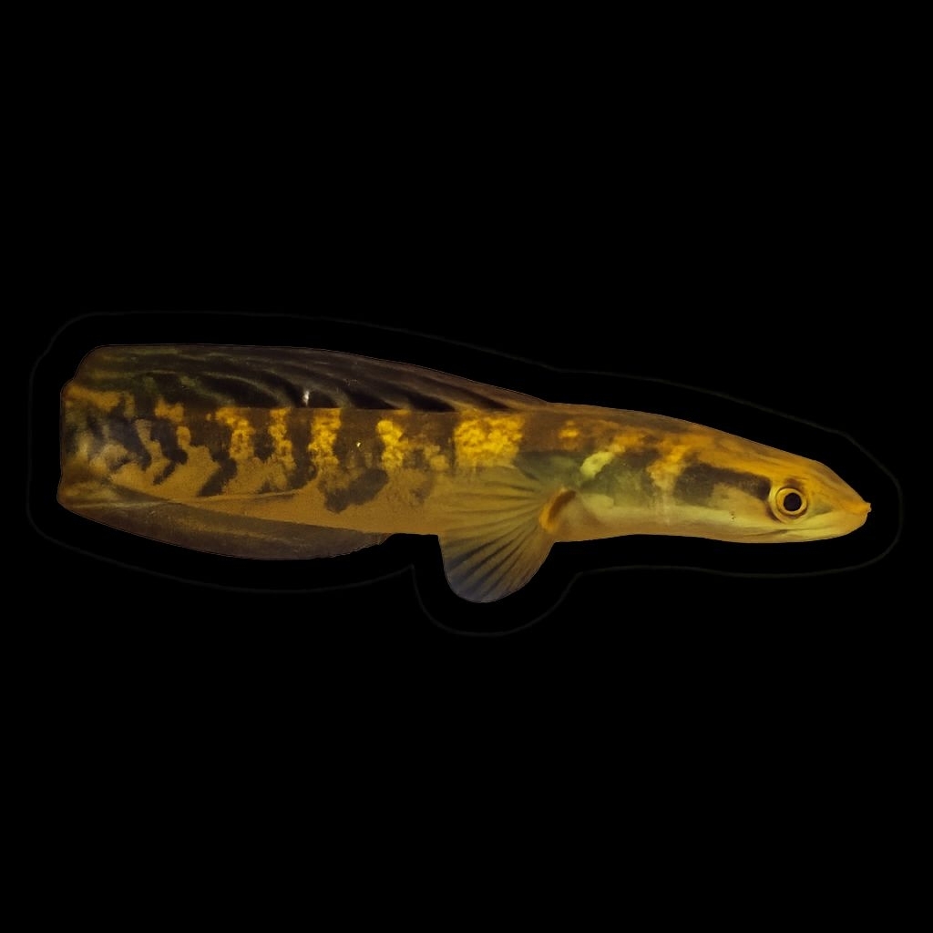 

stiker chana, maruys,size20