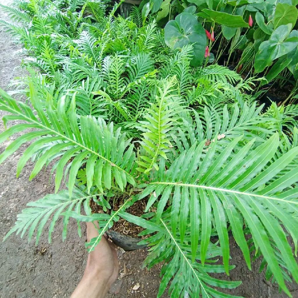 Tanaman Hias Pakis Jibung / Penghias Taman