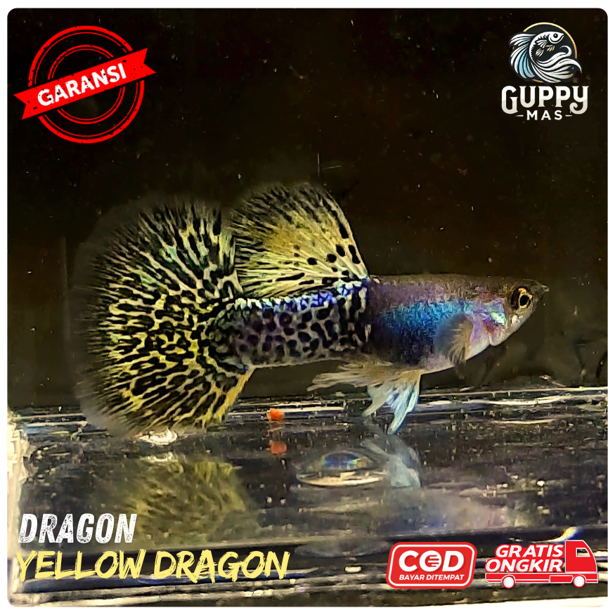 Hiasan Aquarium Guppy Yellow Dragon Sepasang