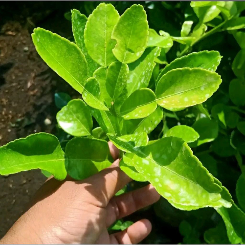 

Bibit Jeruk Purut Super – Daun Segar Wangi Khas Masakan Nusantara