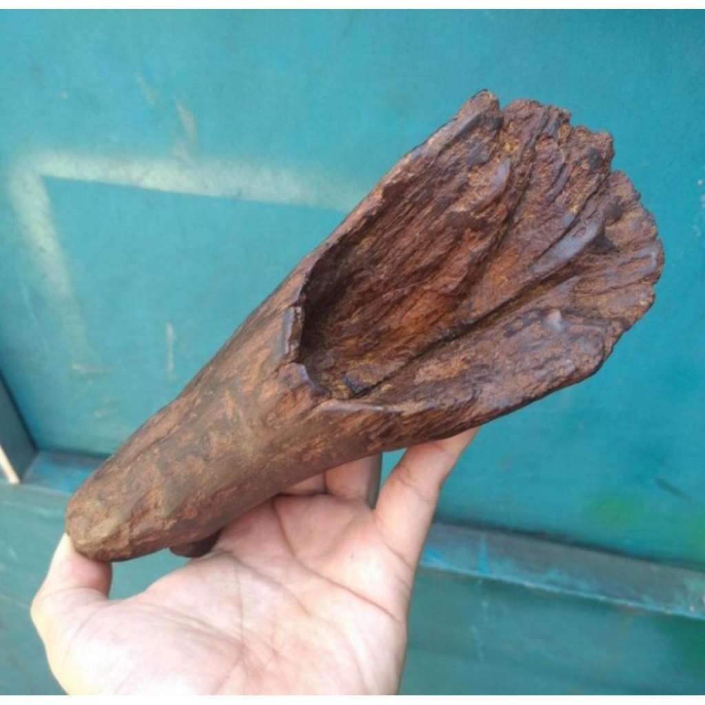 kayu gaharu ramin kalimantan kualitas tenggelam