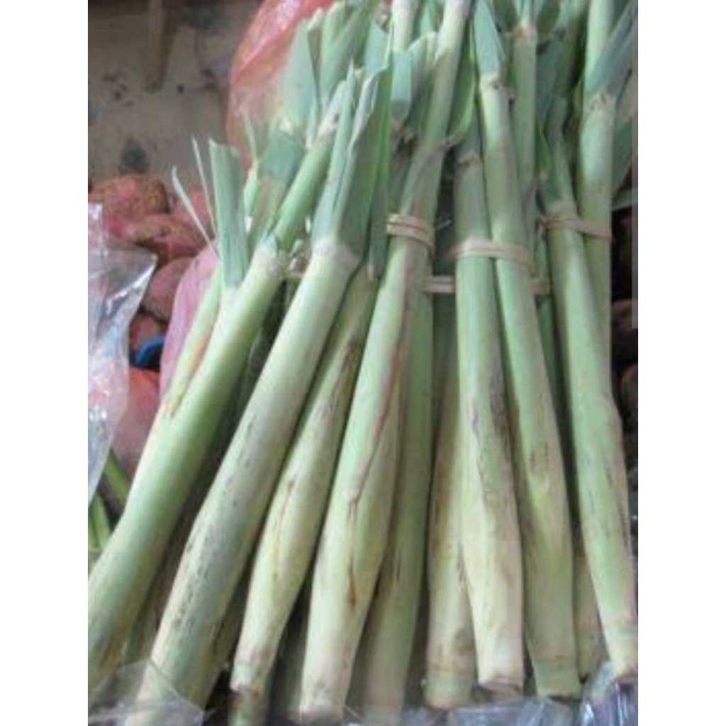 

terubus segar fresh /satu picis