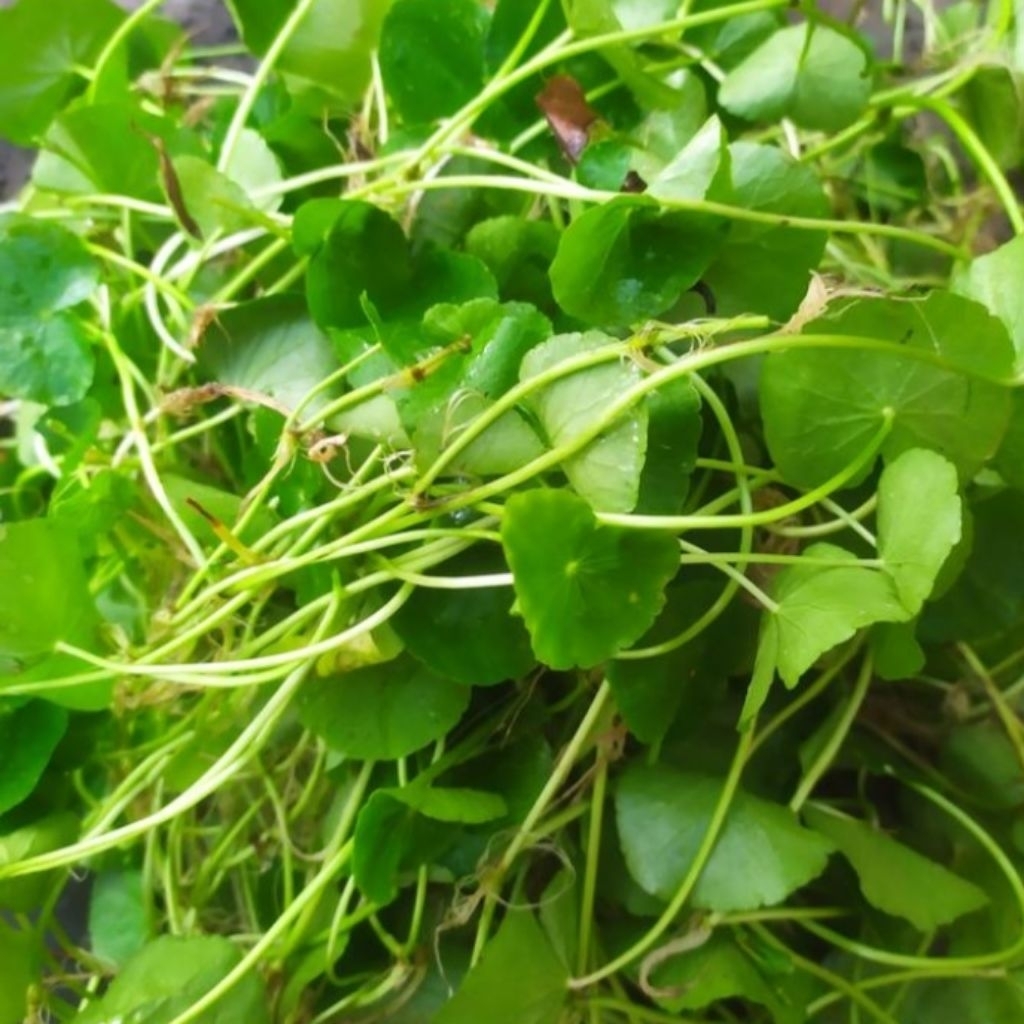 

daun antanan segar baru di ambil dari kebun per 500gram