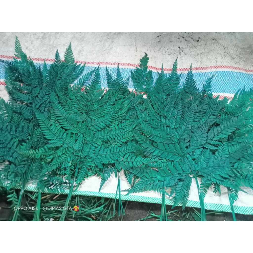 DAUN PAKIS KERING WARNA HIJAU DAN NATURAL DAUN PAKU KERING