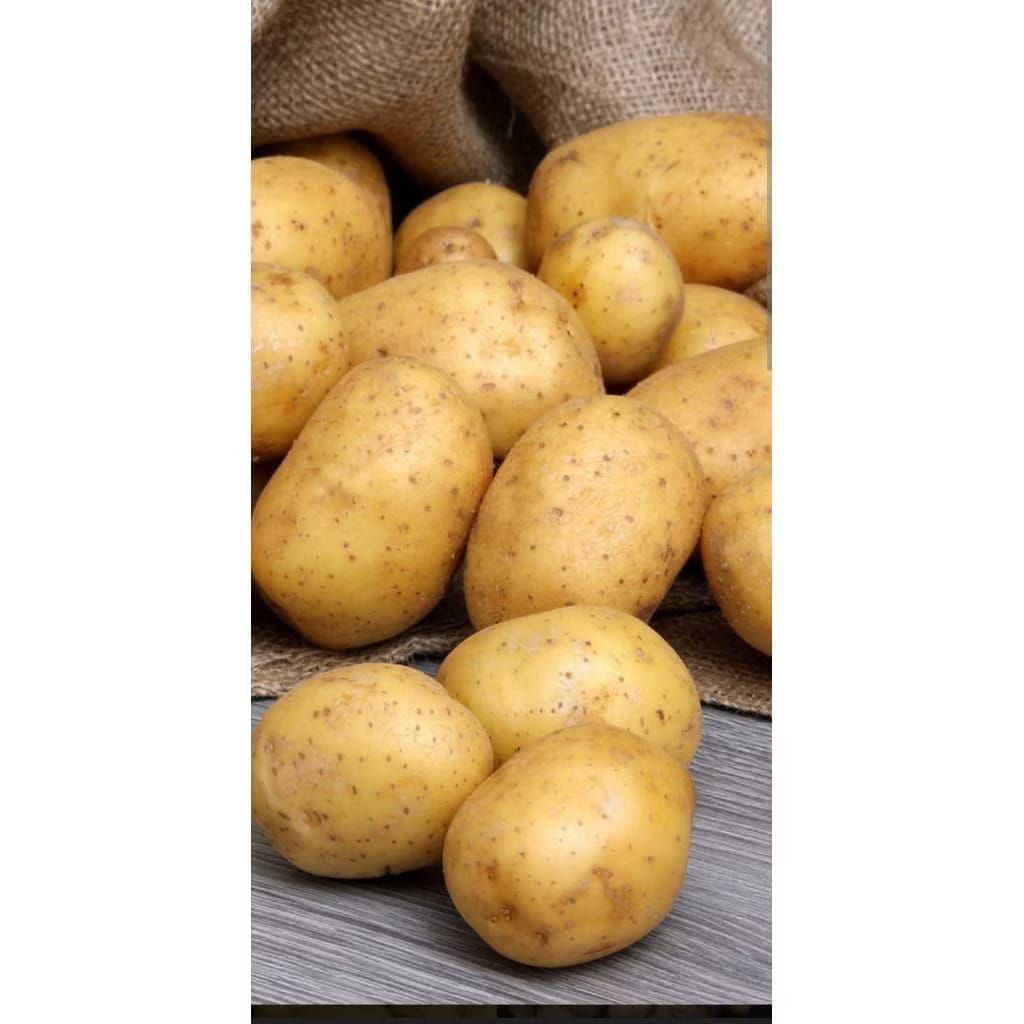 

kentang segar fressss isi 1 kilo